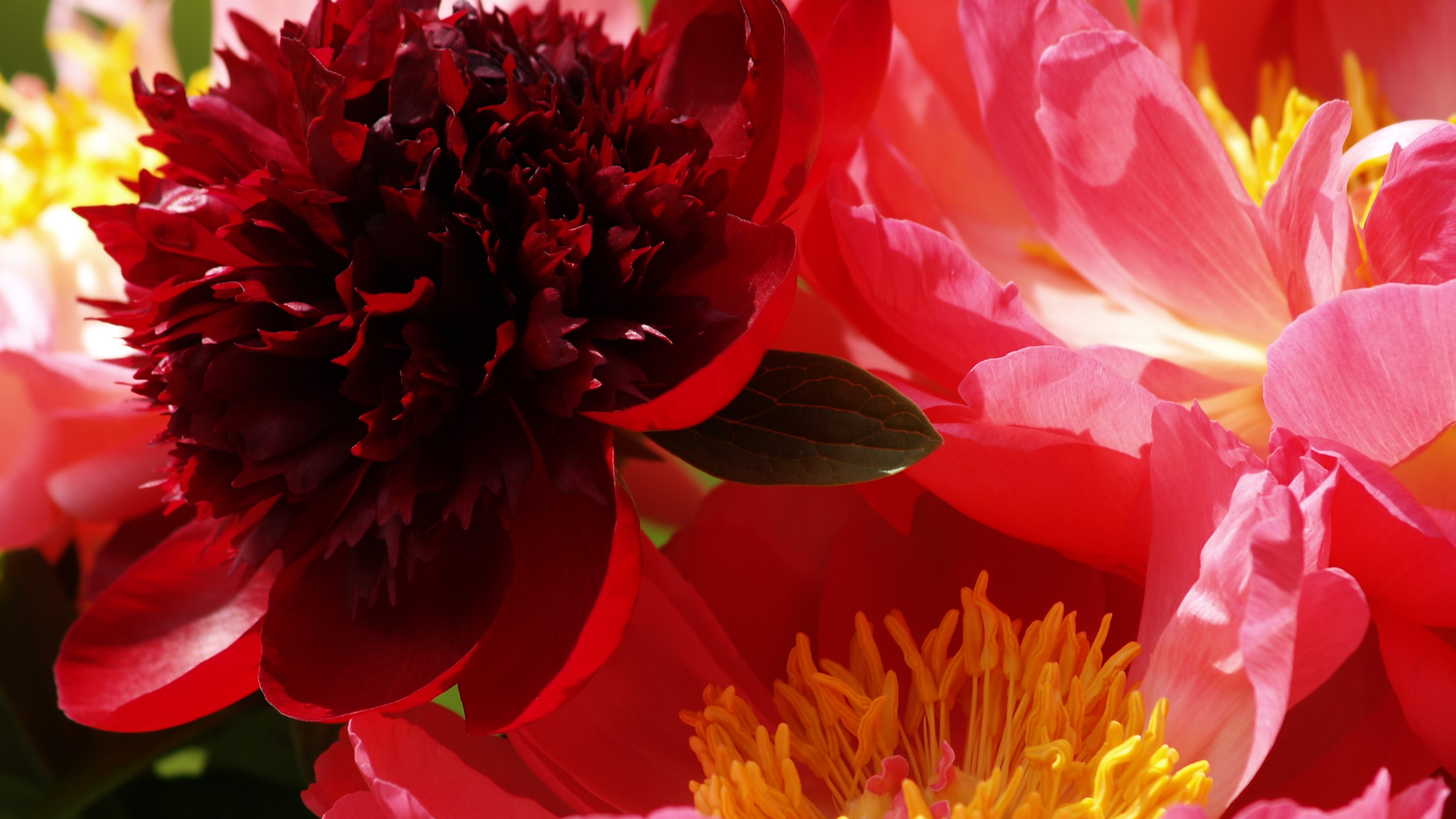 FLOWER 3